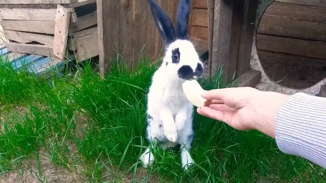 Обзор кролик породы Немецкий Пестрый Великан смотреть онлайн