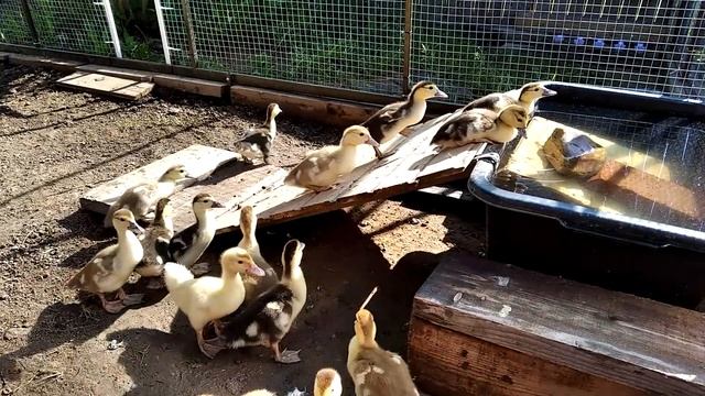 Забавные утки смотреть онлайн