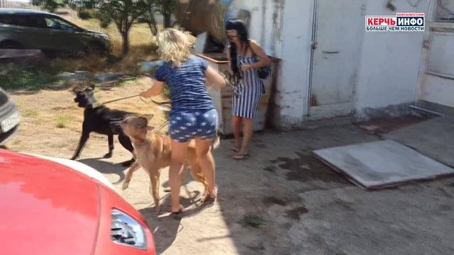 Приюту для бездомных животных в Керчи быть? смотреть онлайн
