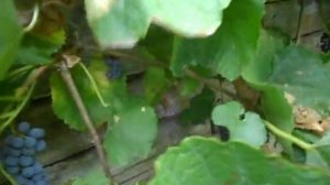 Сорт винограда Неретинский.