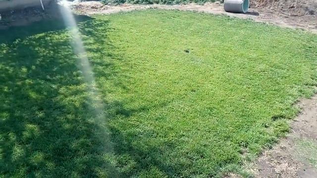 Посев газона. Трех месячный газон .Мятлик , овсяница смотреть онлайн