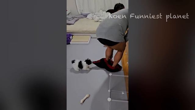 Funny Dogs And Cats Videos 2024 😅 - Best Funniest Animal Videos Of The week #11 смотреть онлайн