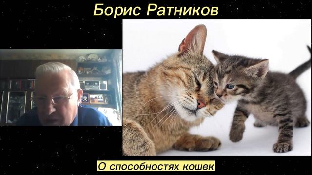 Борис Ратников. О способностях кошек. Отрывок из онлайн семинара смотреть онлайн