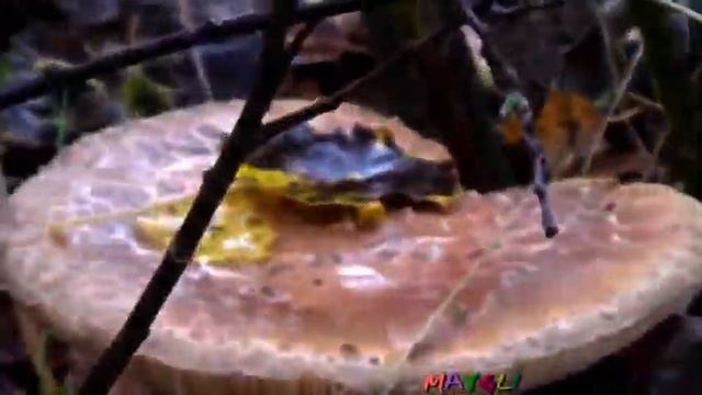 Одна в лесу. Потерялась, заблудилась и выхожу по солнцу. смотреть онлайн