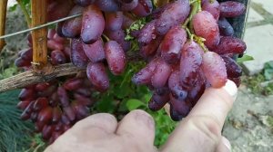 Маникюр Фингер один из лучших поздних сортов винограда