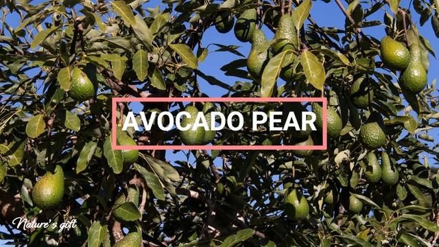 Pear vs Avocado & You.......??? смотреть онлайн