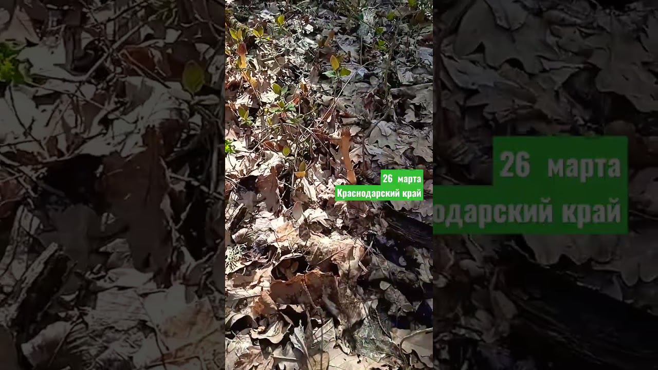 Гриб Сморчковая шапочка #грибы #сморчки #лес смотреть онлайн