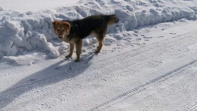 Закончилась Рыжая полоса, началась Черная. смотреть онлайн
