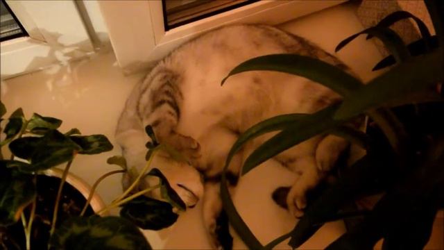 Разговорное видео/Забрала Марсельезу домой смотреть онлайн