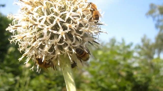 Пчеловодство.7 пчёл на одном цветке Лучший медонос позднего и поддерживающего взятка для пчёл смотреть онлайн