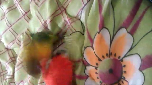 попугай фишер играется смотреть онлайн