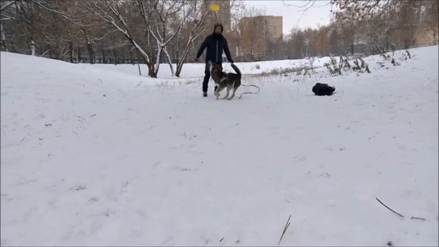 Метис Сэм и летающий диск смотреть онлайн