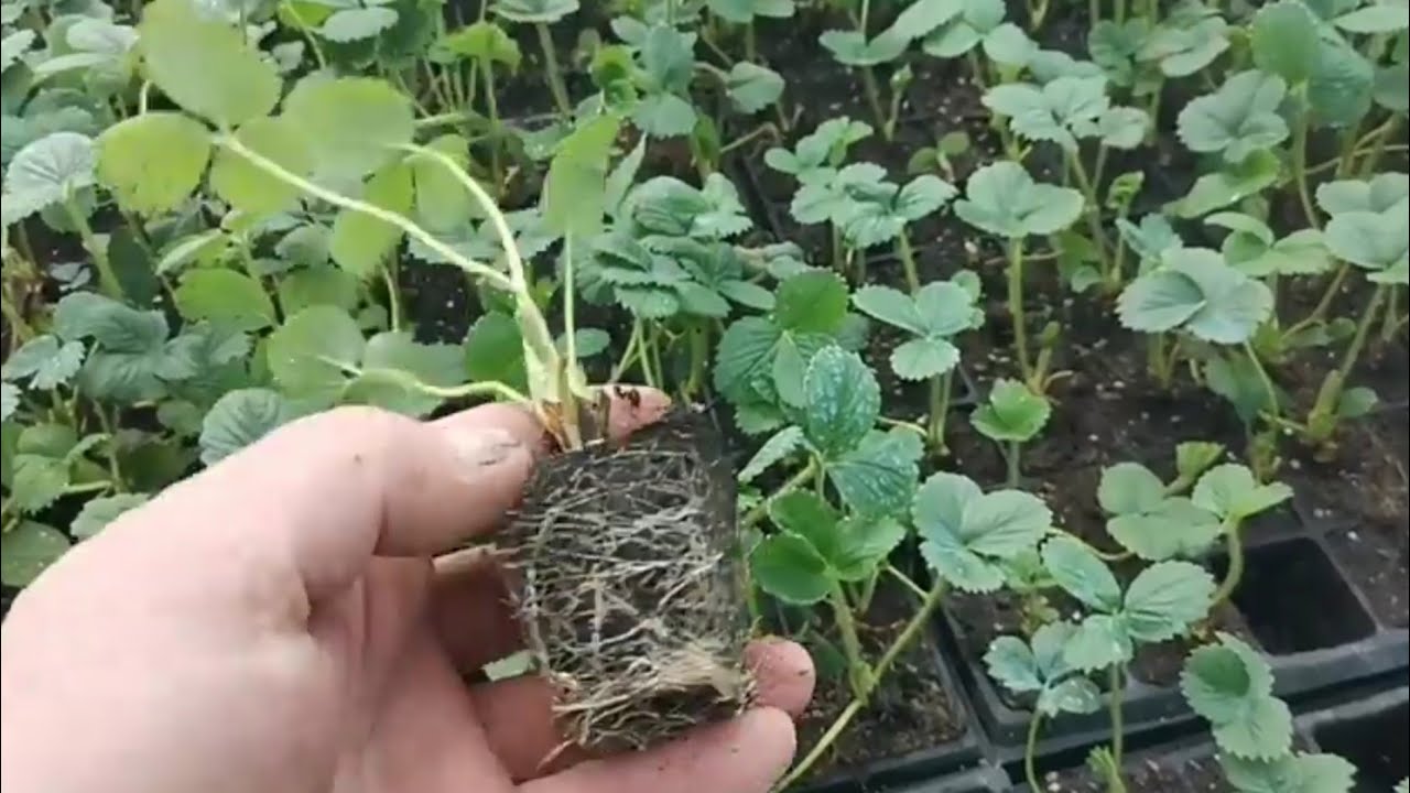 Саженцы клубника Кабрилло смотреть онлайн