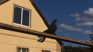 николаевские голуби черные белохвостые Владимира Викторовича Маркова 1ч.