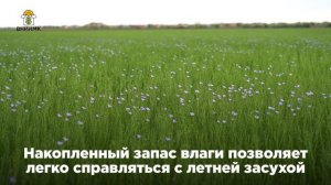 Цветение зимующего масличного льна Снегурок