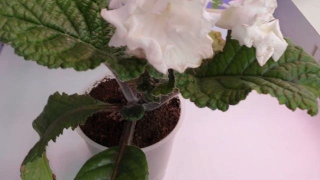 Идеальный стрептокарпус букетного цветения по методике Павла Еникеева. смотреть онлайн