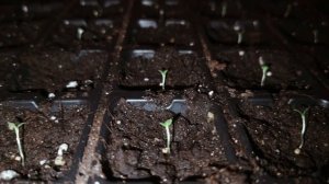 РАССАДА ПЕТУНИИ ВЫТЯНУЛАСЬ? ? Не беда! Спасаем слабые всходы петунии БЫСТРО И ПРОСТО! ??