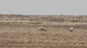 ЗАЧЕМ САЙГАКУ ТАКОЙ НОС ?| Степная антилопа САЙГАК