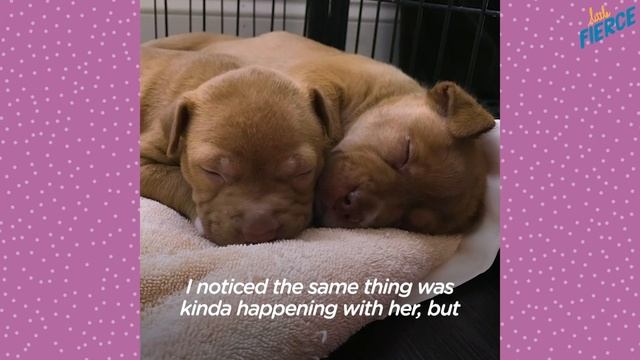 Tiniest Puppy Transforms Into A GIANT Pit Bull | The Dodo Little But Fierce смотреть онлайн