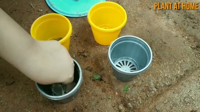 Succulent Echeveria | How To Propagate Succulent Echeveria Lilacina | Succulent Echeveria | смотреть онлайн