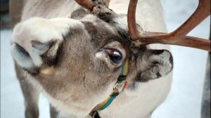 Северный Олень|Reindeer