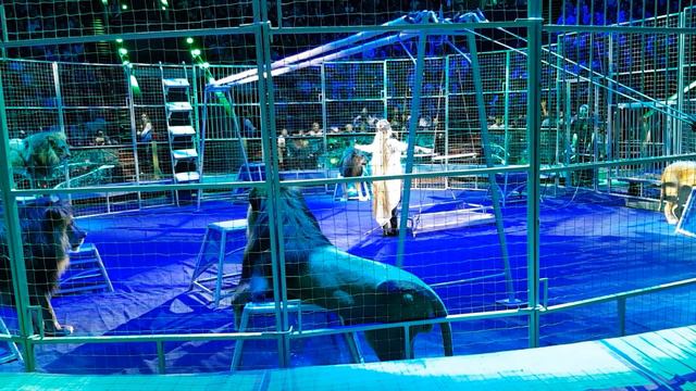 БольшойМосковскийЦирк братьевЗапашныхИдол2018 idol2018international circus competition 偶像2018年國際馬戲比 смотреть онлайн