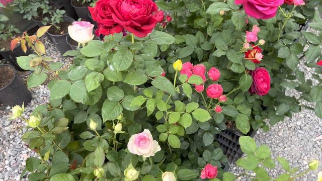 Расцвели новые сорта роз , вывозим на рынок . смотреть онлайн