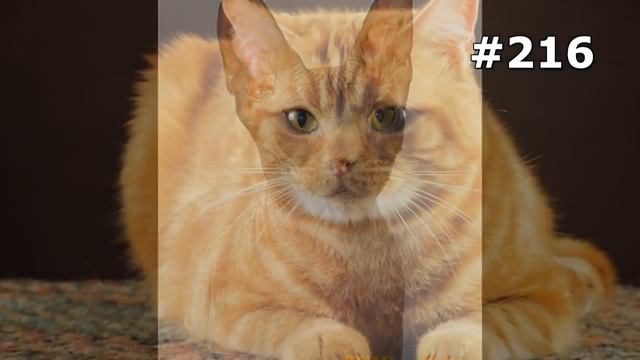 #216. Самые улетные коты смотреть онлайн