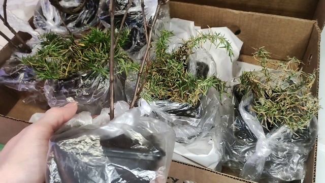 Обзор посылки из интернет-магазина Гаршинка (10.03.2023)