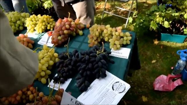 Грозди Гомеля 2017 смотреть онлайн