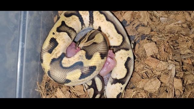 Crazy Python Pounds A Pink Pup / Warning Python Live Feeding смотреть онлайн