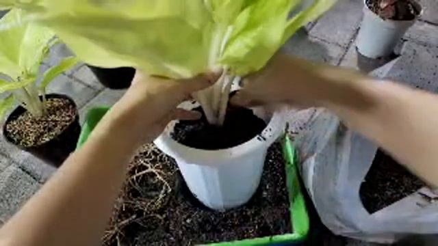 Rejuvenation of SUNDROP Aglaonema Plants Peremajaan Sundrop смотреть онлайн