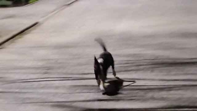Бультерьер - прогулка на двух лапах/ Bull Terrier walking on two paws смотреть онлайн