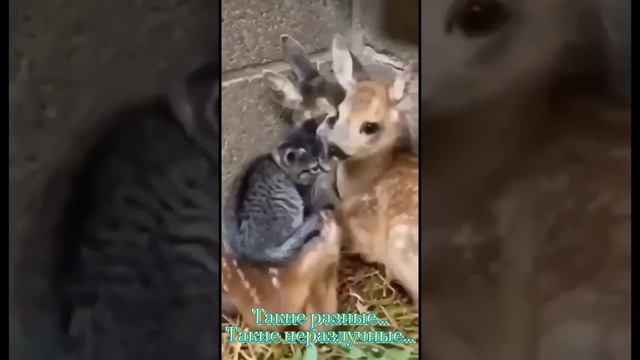 Приколы смотреть онлайн