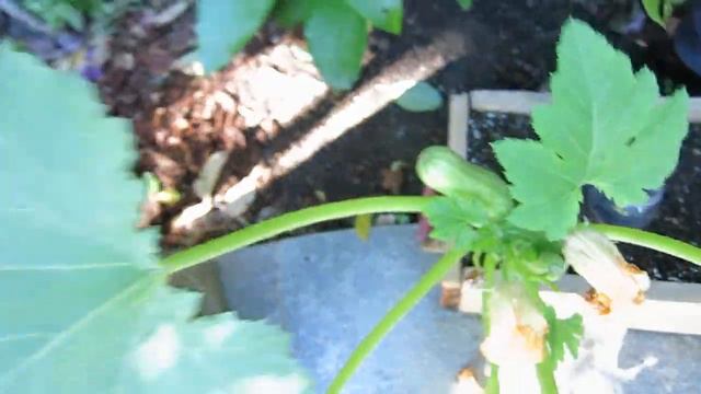 Staging of the day - smoothie смотреть онлайн