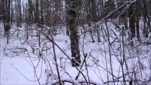 Охота с Эстонскими Гончими !(2)