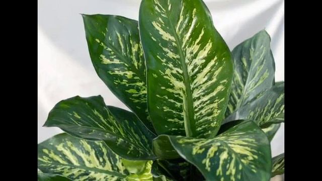 Comigo Ninguém Pode – Dieffenbachia Amoena