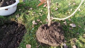 Скумпия кожевеннная.  Пересадка.