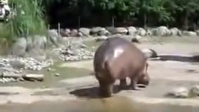 Смешной случай в зоопарке смотреть онлайн