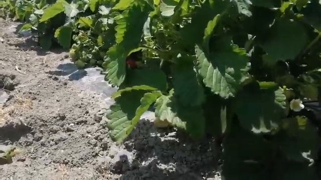 Достойный сорт клубники Сенсация (2021) смотреть онлайн