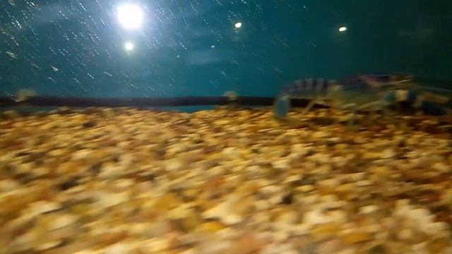 Рекорд в темпе роста австралийского красноклешневого рака смотреть онлайн