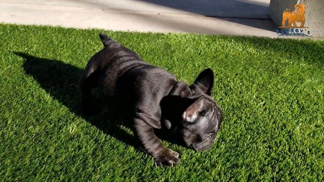 Beautiful Black French Bulldog Boy with green eyes смотреть онлайн