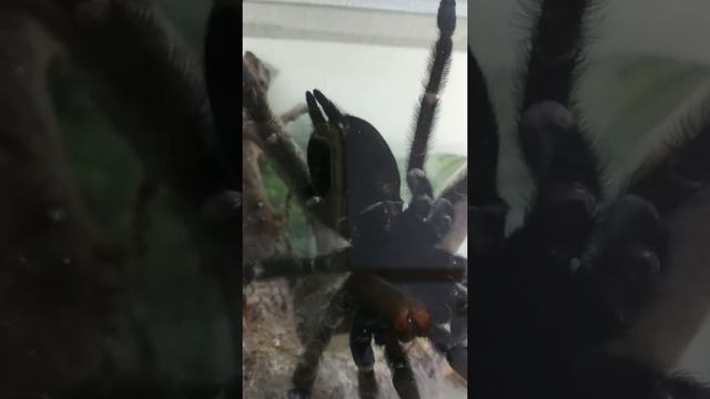 Как определить пол взрослого паука-птицееда смотреть онлайн