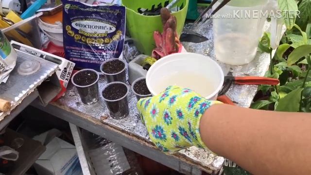 Болмо гулу | Фикус Бенджамин | Фикус Лировидный | Фикус Каучуконосный | Фикустун турлору