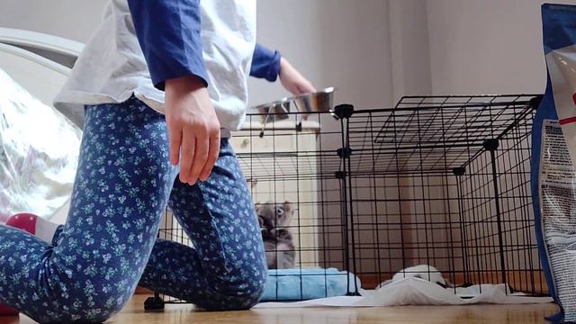 всё что нужно для щенка чихуахуа смотреть онлайн