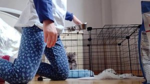 всё что нужно для щенка чихуахуа