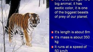 Английский язык. Исчезающие животные. Сибирский тигр