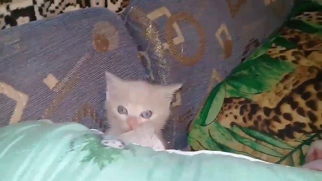 Котейка малюська смотреть онлайн