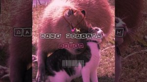 Даня Милохин — Лапки ? (у тебя же лапки) (song)