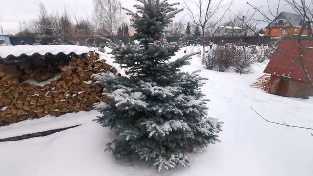 НЕУКРЫТЫЕ ХВОЙНЫЕ в моём саду ??☃️ Февраль 2023❄️Прогуляемся?!? смотреть онлайн